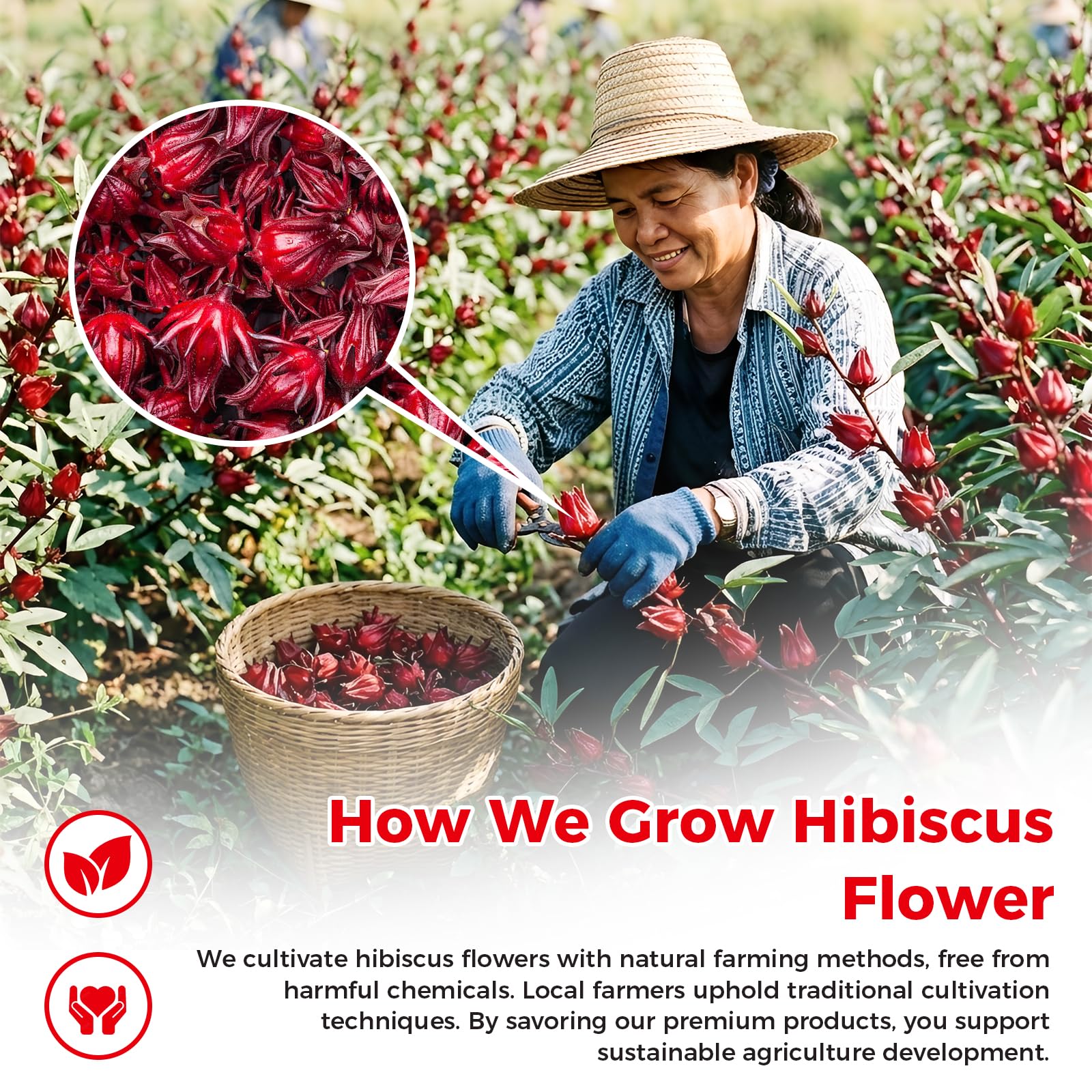 Teh Hibiscus Gambar 4